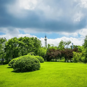 Landscape Grass Landscape Grass